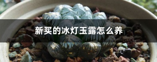 新买的冰灯玉露怎么养