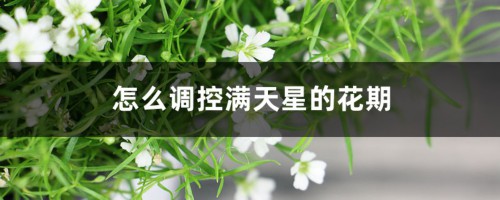 怎么调控满天星的花期